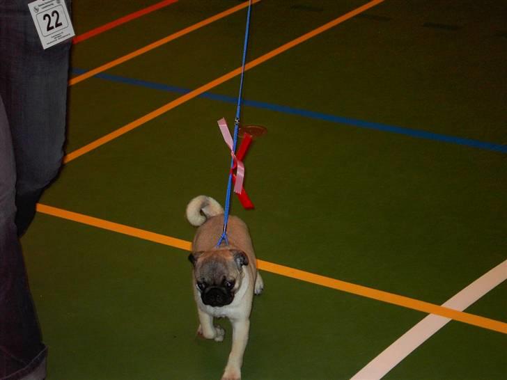 Mops Otte billede 12