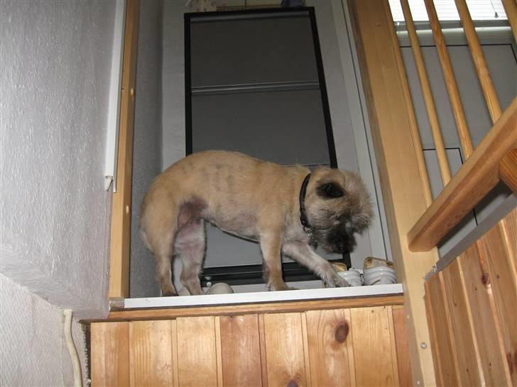 Cairn terrier Fie <3 *VIP* - Lige stået op :-) mmh! billede 14