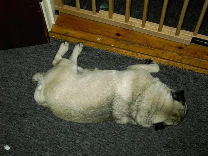 Mops Otte billede 13