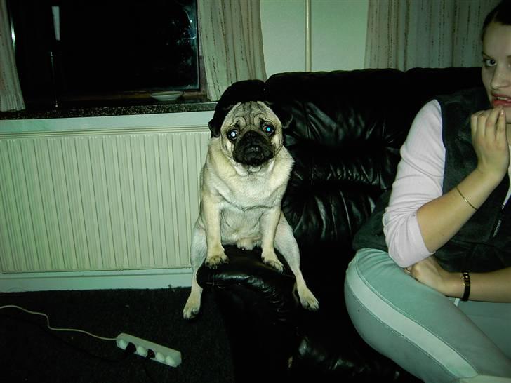 Mops Otte billede 14