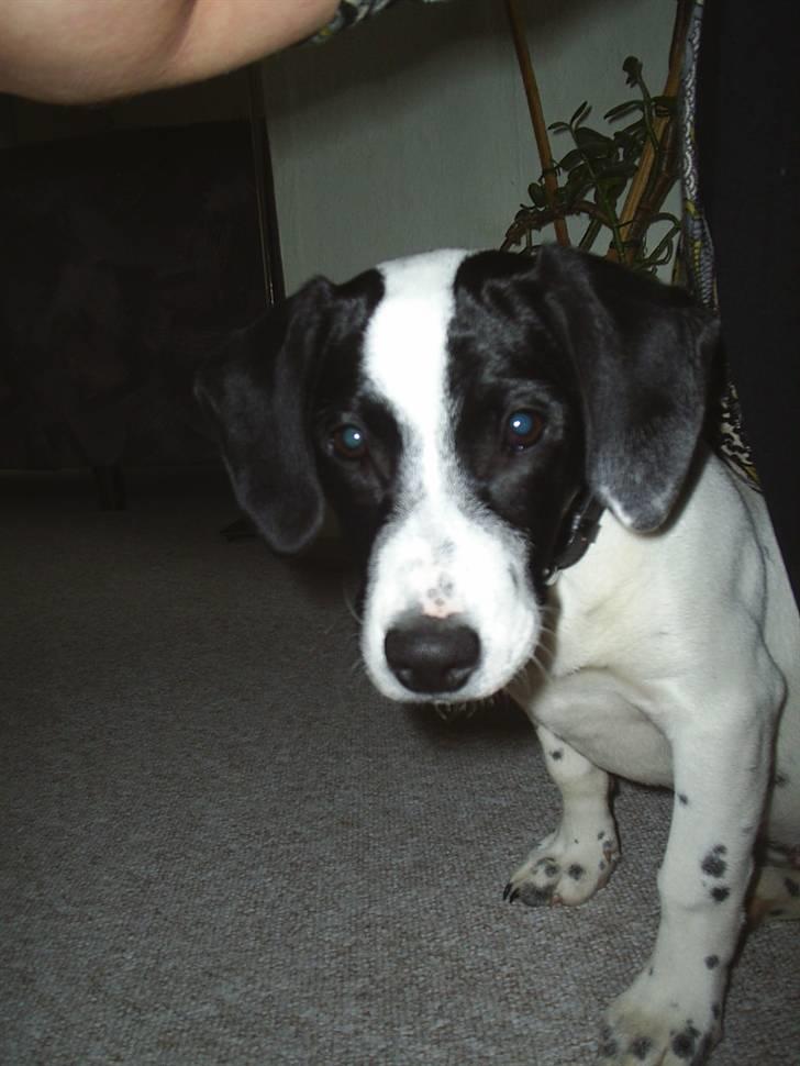 Blanding af racer Buller R.I.P - liiiidt træt billede 3
