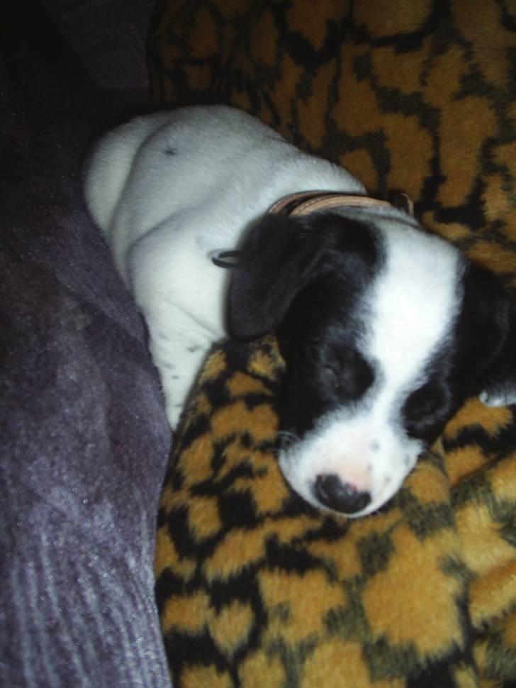 Blanding af racer Buller R.I.P - zzzzZZZzzz billede 5
