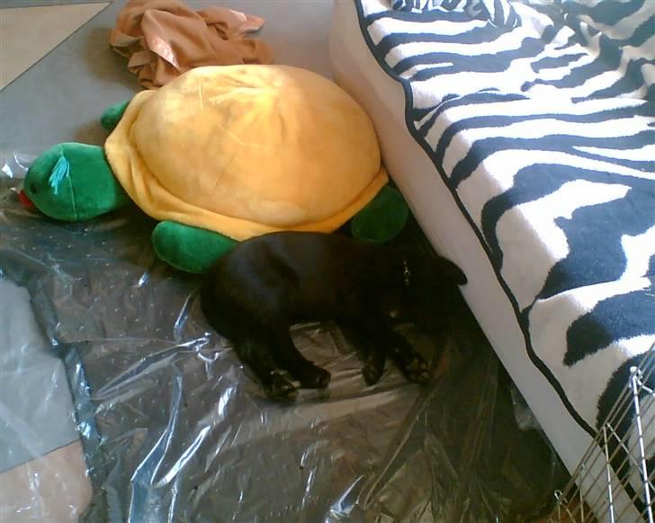 Sort spids Odie - Odie bedste bamse billede 6