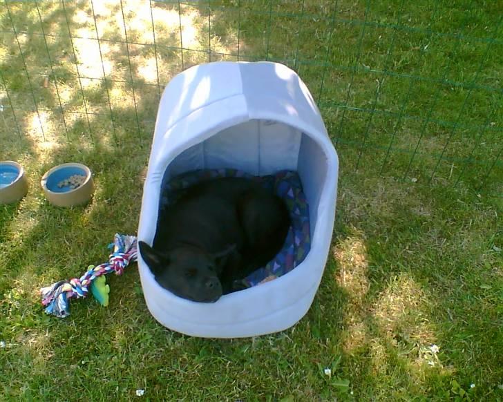 Sort spids Odie - Odie er gået i seng.  billede 7