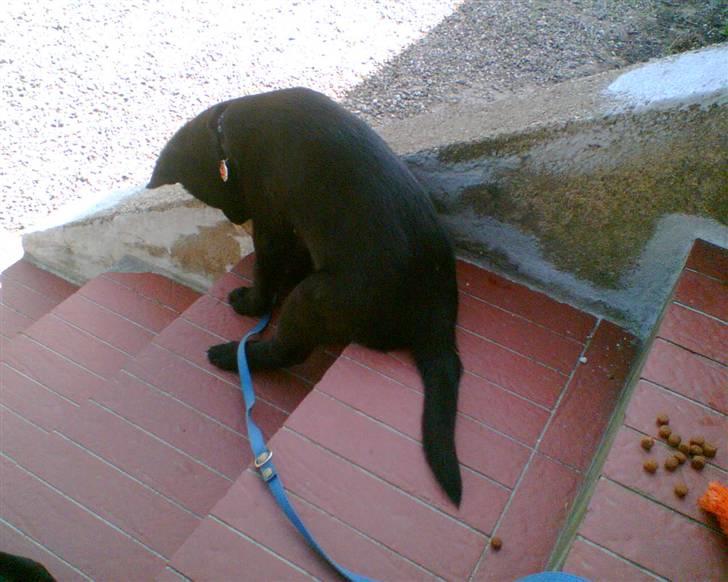 Sort spids Odie - Odie Elsker at sidde på trappen, og hygge sig med legetøj eller bare kigge.  billede 8