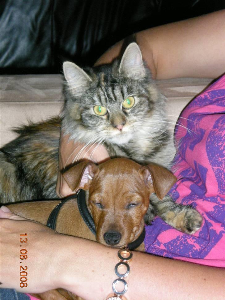 Dvaergpinscher ozzy billede 1