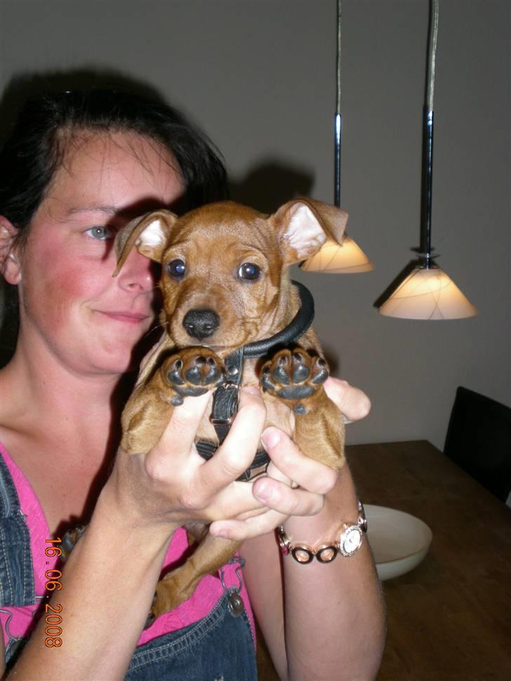 Dvaergpinscher ozzy billede 2