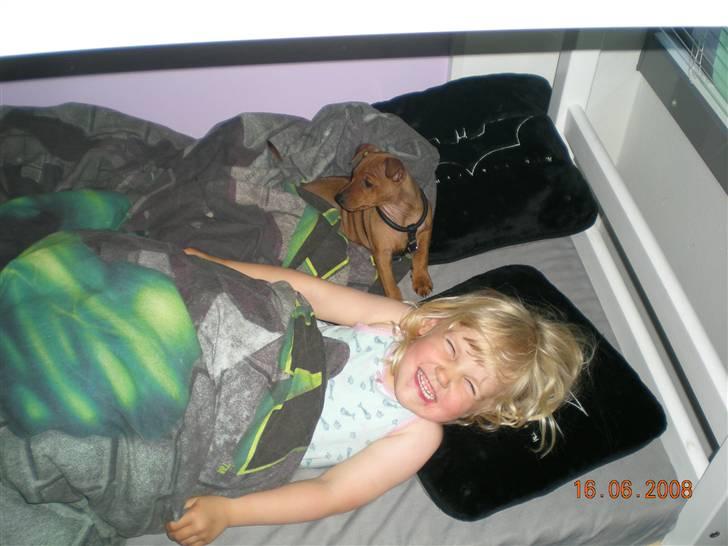 Dvaergpinscher ozzy billede 3