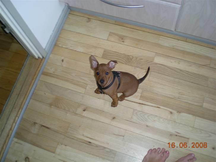 Dvaergpinscher ozzy billede 4
