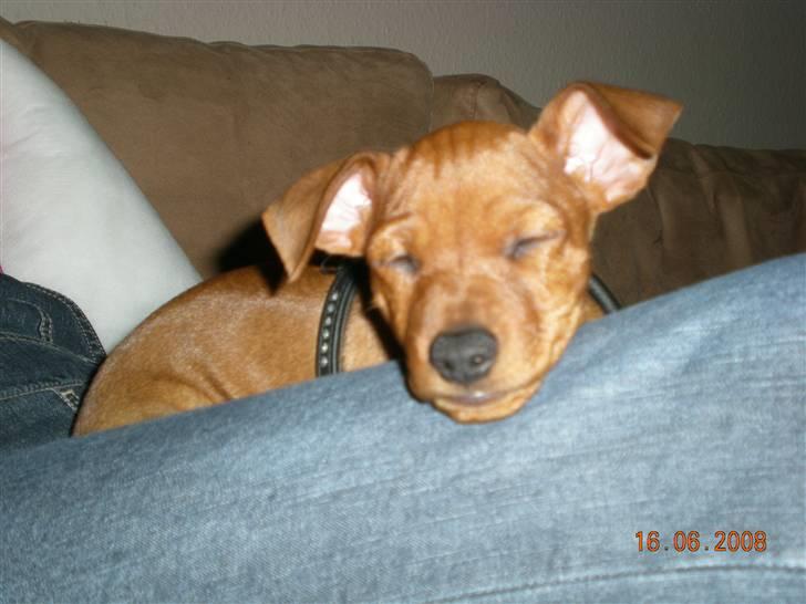 Dvaergpinscher ozzy billede 5