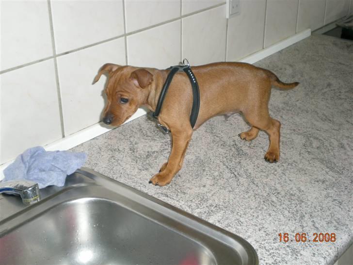 Dvaergpinscher ozzy billede 6