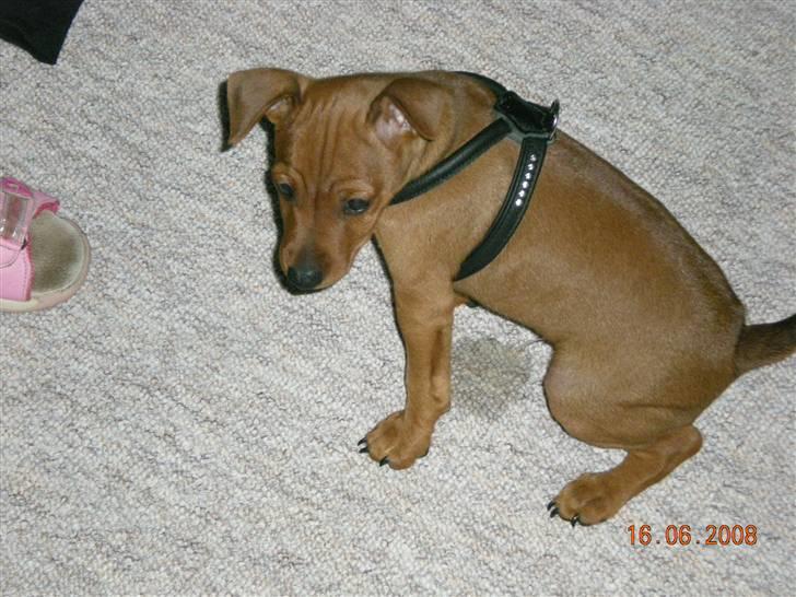 Dvaergpinscher ozzy billede 7