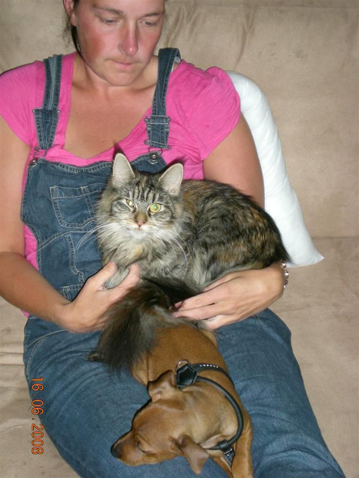 Dvaergpinscher ozzy billede 8