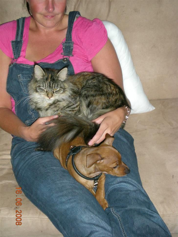 Dvaergpinscher ozzy billede 9