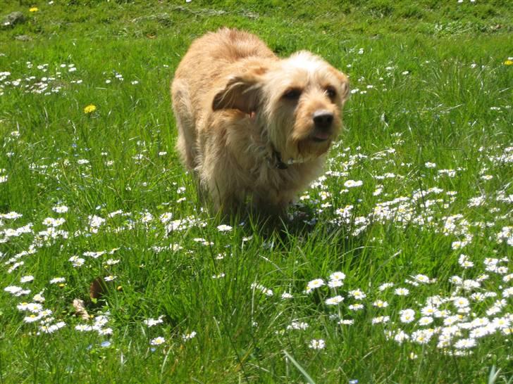 Basset fauve de bretagne Liva - Liva billede 18