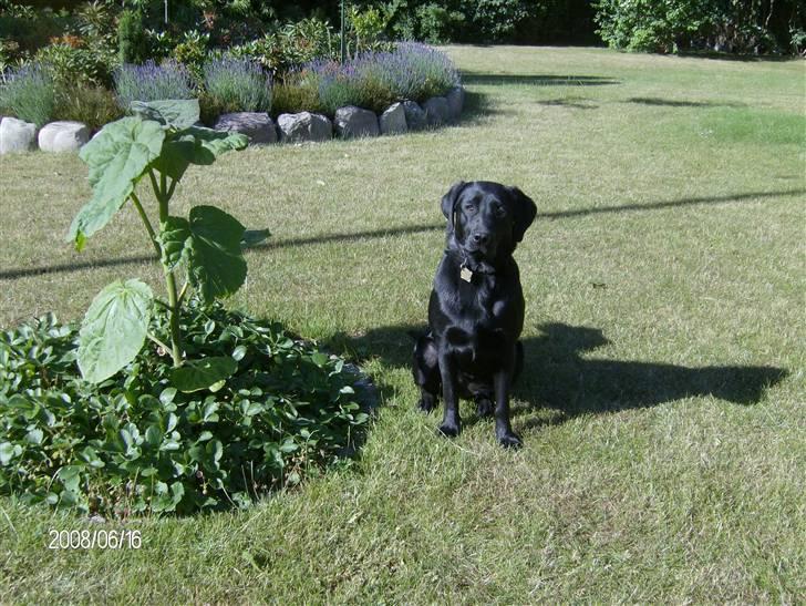Labrador retriever pepsi - her er jeg er jeg ik bare sød!!! billede 1