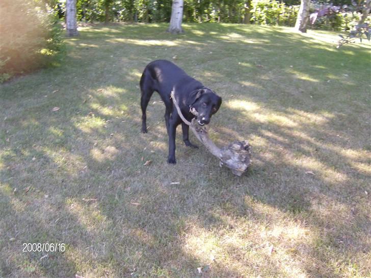 Labrador retriever pepsi - og stærk er jeg også :D billede 2