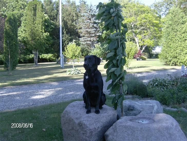 Labrador retriever pepsi - dette er mit træ billede 3
