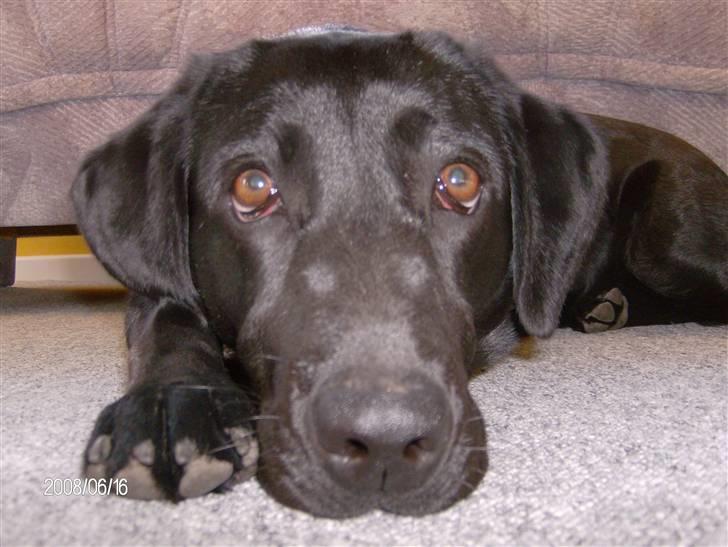 Labrador retriever pepsi - jaa hvad siger i så jeg kan også blive træt billede 4