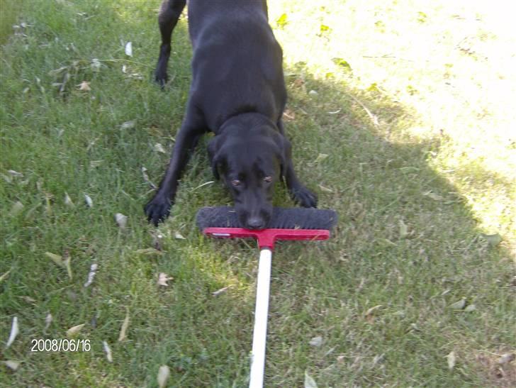 Labrador retriever pepsi - nu skal vi lege billede 5