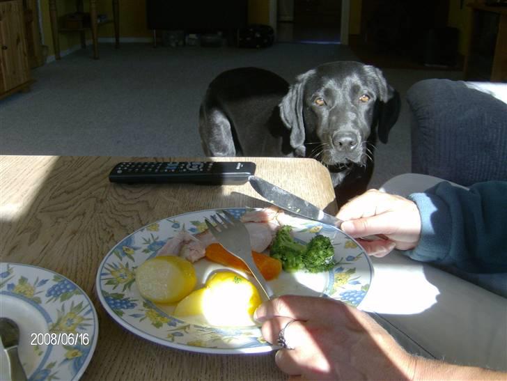 Labrador retriever pepsi - jeg hvil også ha mad:( billede 6