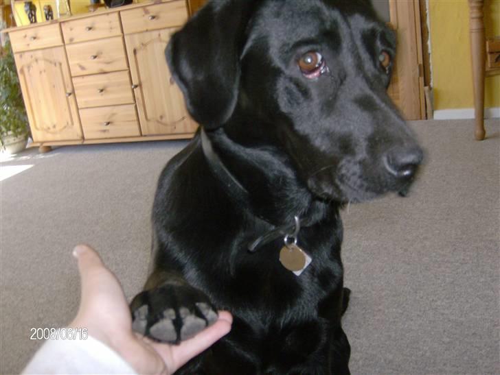 Labrador retriever pepsi - jeg er da dygtig ! billede 7