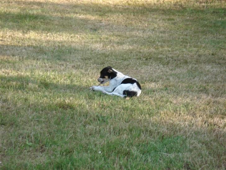 Dansk svensk gaardhund Freja - jeg likker lige og gnaver i en pind billede 5