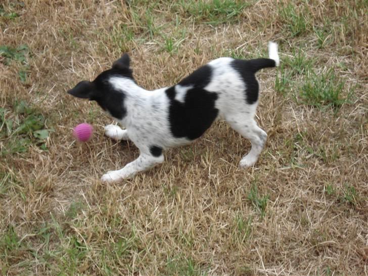 Dansk svensk gaardhund Freja - lajer med er bolt billede 6