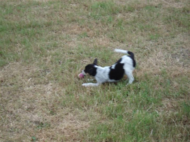 Dansk svensk gaardhund Freja - har lige fange min bole for jeg er glad billede 7
