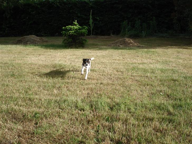 Dansk svensk gaardhund Freja - jeg kommer over til dig... billede 8
