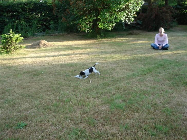 Dansk svensk gaardhund Freja - het var hot jeg tog et vilg billede 9