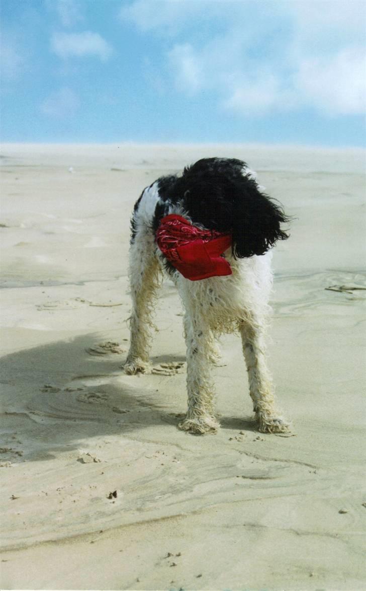 Blanding af racer Chewie  - Sandstorm i Råbjergmile... eller en hund der skal røve en slagter... billede 8
