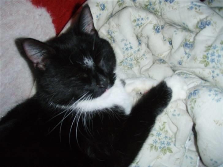 Dansk svensk gaardhund Freja - det er min ven som jeg bor samen med vi har det got samen vi lajer  billede 10