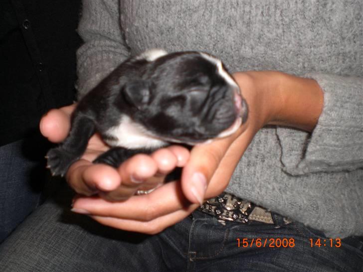 Fransk bulldog Eya - Eya 4 dage gammel. billede 1