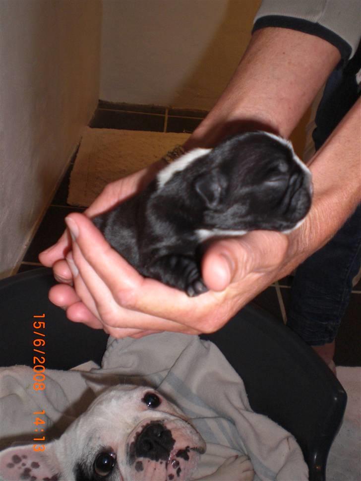 Fransk bulldog Eya billede 2