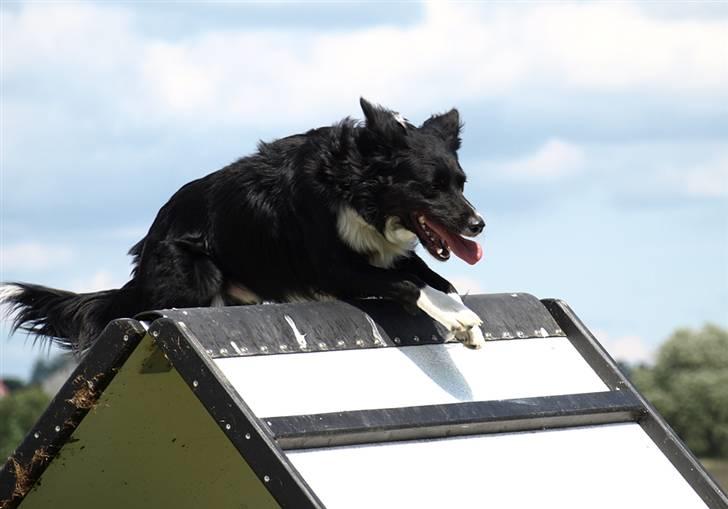 Border collie Joy billede 11