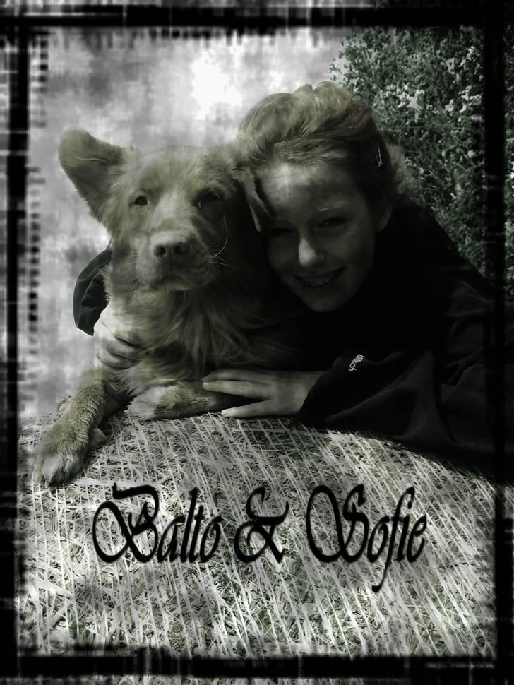 Nova scotia duck tolling retriever *R.I.P* 8/1 2009 Balto billede 15