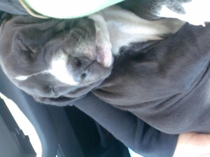 Amerikansk staffordshire terrier Angel billede 1