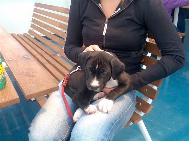 Amerikansk staffordshire terrier Angel billede 2