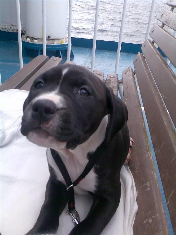 Amerikansk staffordshire terrier Angel billede 3