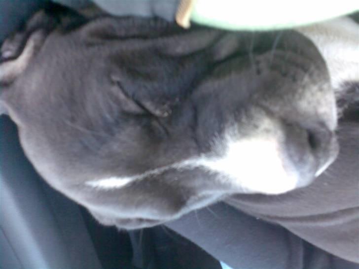 Amerikansk staffordshire terrier Angel billede 4