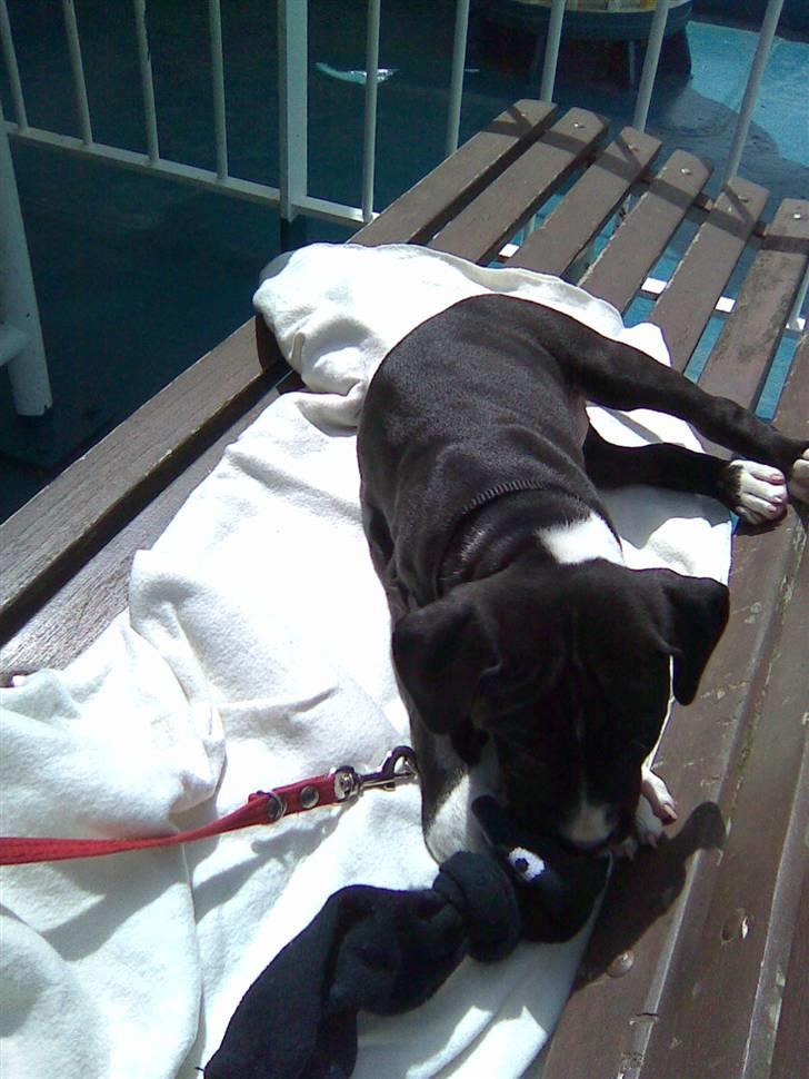 Amerikansk staffordshire terrier Angel billede 5