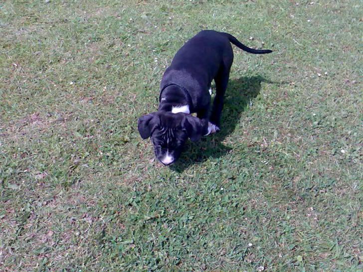 Amerikansk staffordshire terrier Angel billede 6