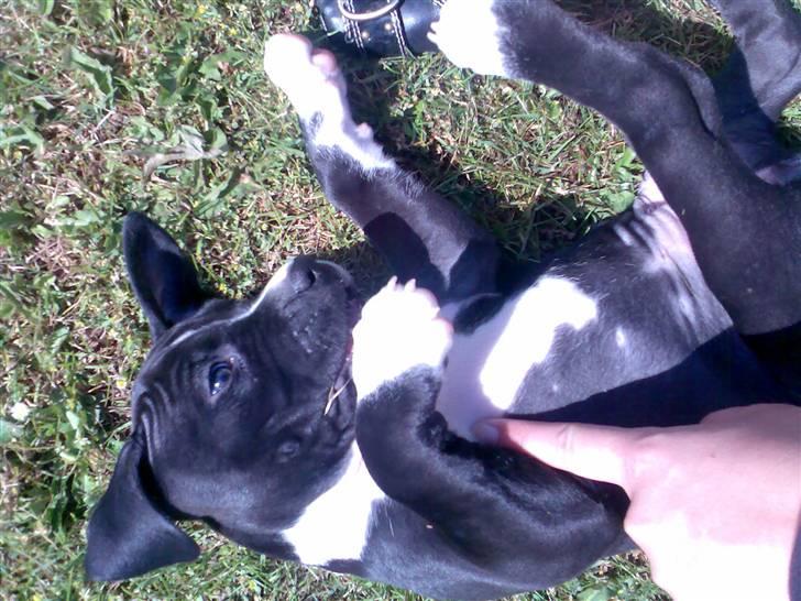 Amerikansk staffordshire terrier Angel billede 7