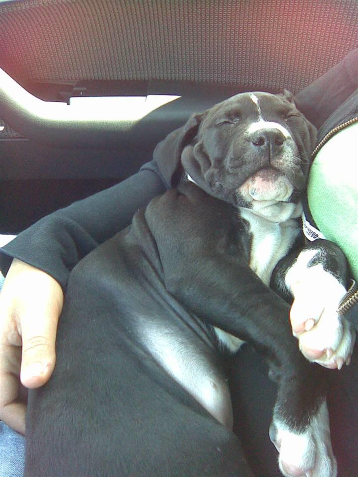 Amerikansk staffordshire terrier Angel billede 8