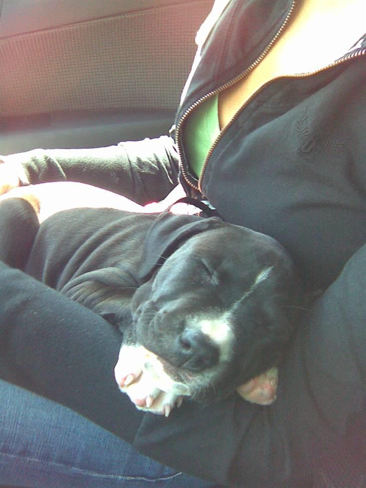 Amerikansk staffordshire terrier Angel billede 9