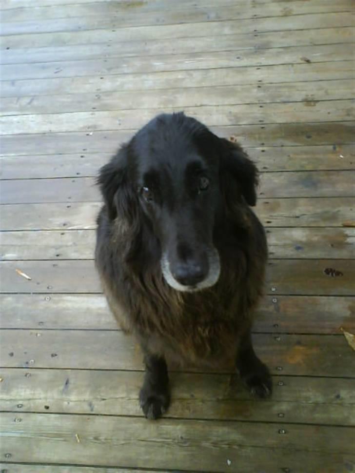 Flat coated retriever Sille - Skønne sille <3 billede 1