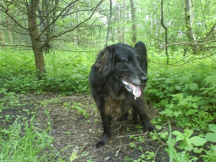 Flat coated retriever Sille - Sille på gå tur <3 billede 2