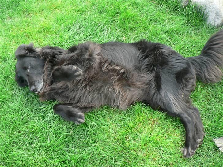 Flat coated retriever Sille - Sille ligger og slapper af ude i haven efter en hård gå tur <3 billede 3