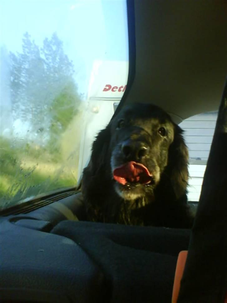Flat coated retriever Sille - I bilen på vej hjem <3 billede 4